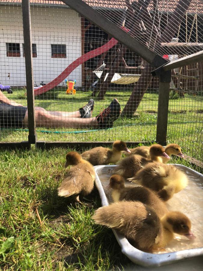 Penzion A Hospoda Na Statku Hluboká nad Vltavou Eksteriør billede